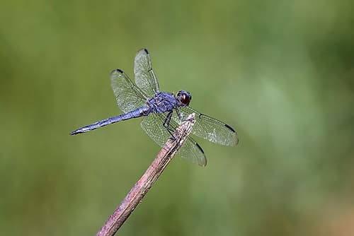 Great blue skimmer dragonfly, Kentucky Art Print